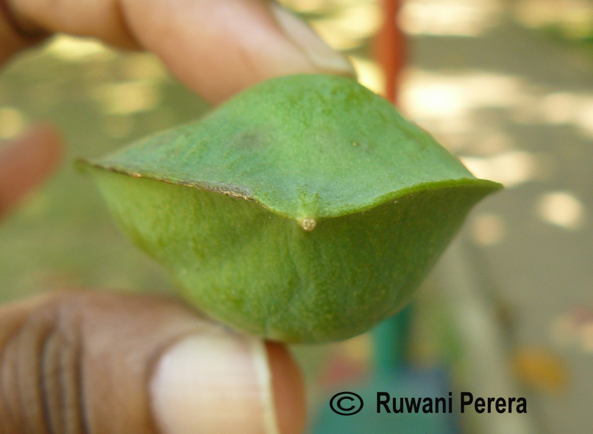 Terminalia catappa L.